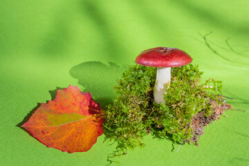 Edible mushroom with moss and autumn red-yellow leaf on a green background. Bright cozy autumn flat...