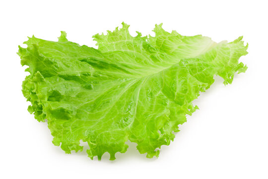 one lettuce leaf isolated on a white background