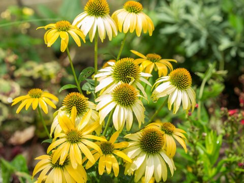 Fleurs de la famille des Compos&eacute;es