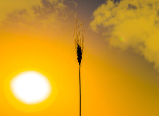 Thin spike plant on sunset background.