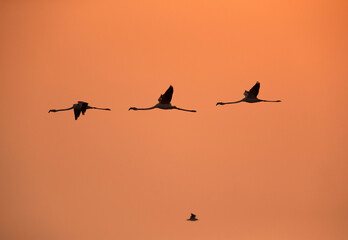 Silhouette of Greater Flamingos flying during sunrise at Asker coast, Bahrain. A gull can be seen lfying in opposite direction.