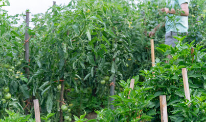 Fototapeta na wymiar Vegetable garden with tomatoes and peppers.