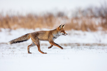 red fox (Vulpes vulpes) runs to the forest