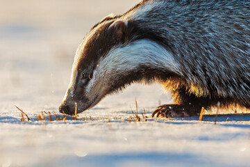 European badger (Meles meles) head in the detail © michal
