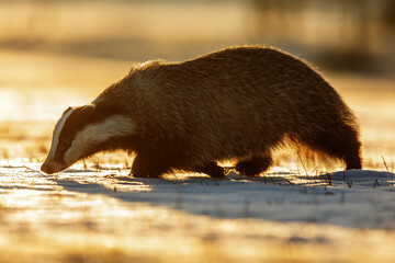 European badger (Meles meles) is very close with a backlight, the light shines through the hairs on his body