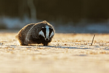 European badger (Meles meles) runs in the snow early in the morning looking for food © michal
