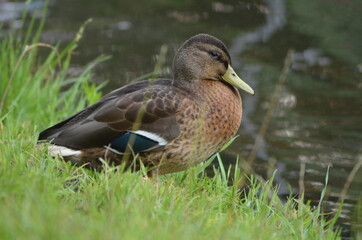 Naklejka na ściany i meble duck in the pond