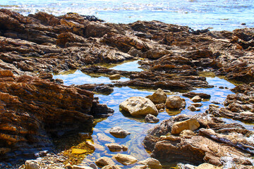 tidal pools in the rocks at the beach at Little Corona Beach in Newport Beach California