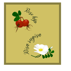 set of botanical images. red rose hips with green foliage and white R&oacute;sa rug&oacute;sa flower, bud and foliage