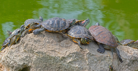 Obraz premium red-eared turtles basking in the sun