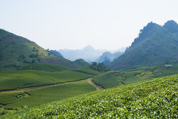 Mocchau highland, Vietnam: Moc Chau tea hill, Moc Chau village . Tea is a traditional drink in Asia
