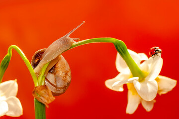 Close up  beautiful Snail in the garden