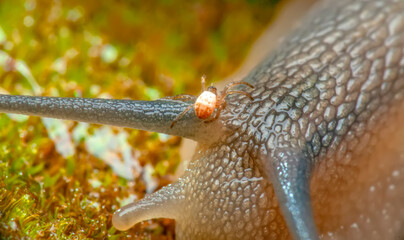 Close up  beautiful Snail in the garden