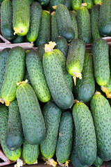 fresh juicy cucumbers for sale