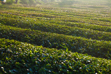 Mocchau highland, Vietnam: Moc Chau tea hill, Moc Chau village . Tea is a traditional drink in Asia