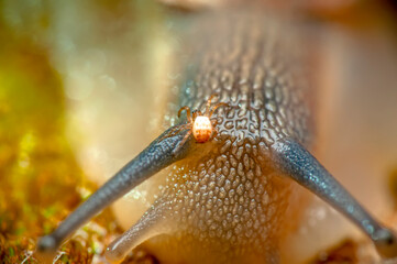Close up  beautiful Snail in the garden