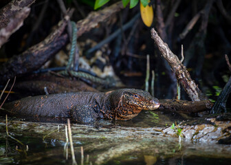 Water Monitor Lizard on the Bentota Ganga river in the jungle on the island of Sri Lanka