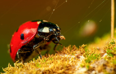 Beautiful ladybug on leaf defocused background