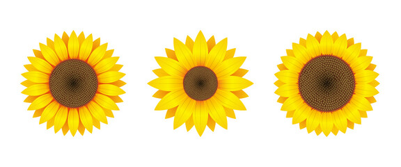 Sunflower vector design illustration isolated on white background
