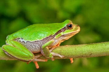 Beautiful Europaean Tree frog Hyla arborea 