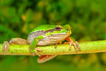 Beautiful Europaean Tree frog Hyla arborea 