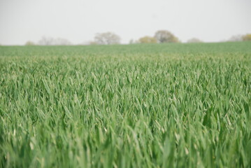farmers crop