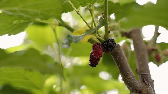 Mulberry, black fruit of Morus tree. Black ripe and red unripe mulberries on the tree