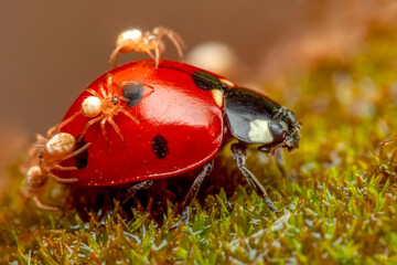 Beautiful ladybug on leaf defocused background