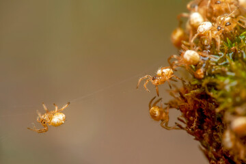 Beautiful young  spider on a spider web 