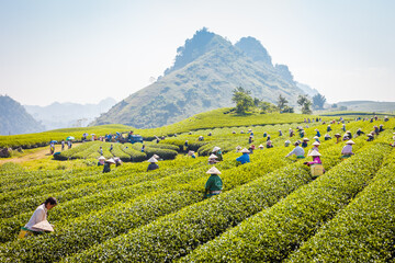 Mocchau highland, Vietnam: Moc Chau tea hill, Moc Chau village . Tea is a traditional drink in Asia