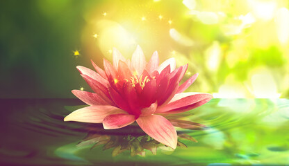 Fototapeta na wymiar Fantastic lotus flower with sparks on water surface