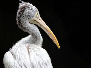 Spot Billed Pelican with Dark Background