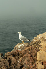 seagull on top of a rock
