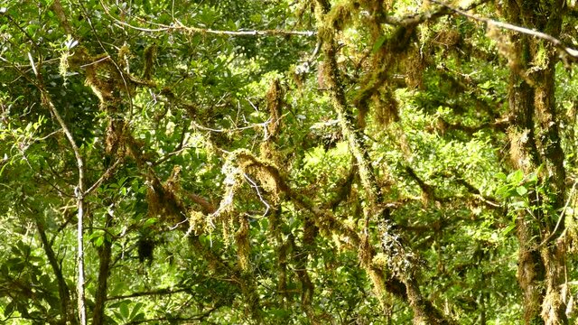 Multiple birds flying between mossy tree branches in Costa RIca.