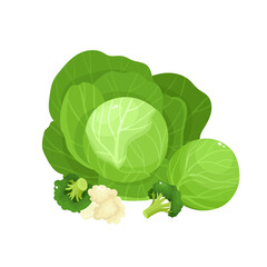 Bright vector collection of colorful broccoli, culiflower and cabbage.
