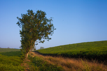 Mocchau highland, Vietnam: Moc Chau tea hill, Moc Chau village . Tea is a traditional drink in Asia