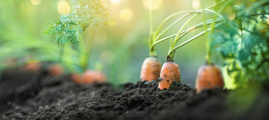 Fresh Carrots Growing in Soil, Closeup