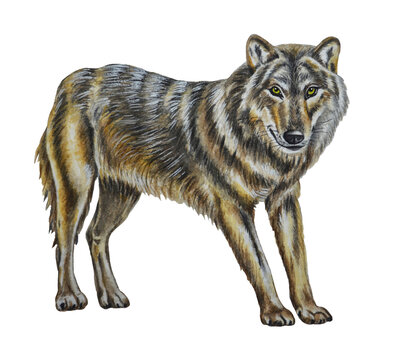 Wild wolf on white background. Watercolor illustration. Hand drawn.
