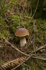 Boletus edulis mushroom growing in the forest in natural environment. Edible mushroom growing in the moss.