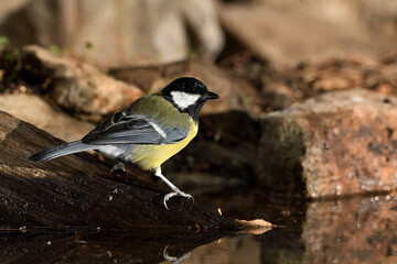 carbonero común bebiendo en la charca del bosque (Parus major) Ojén Andalucía España 