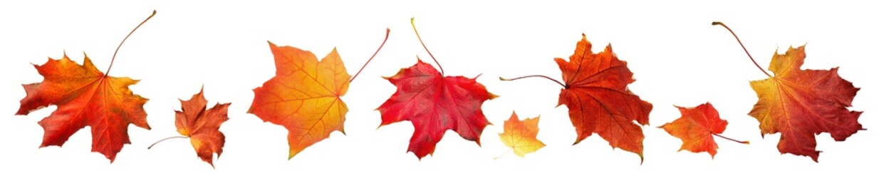 Autumn orange  leaves falling down Isolated on white background