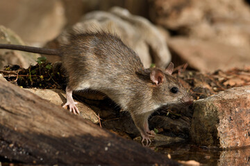 rata de campo en el estanque bebiendo  (Rattus rattus) Ojén Andalucía España