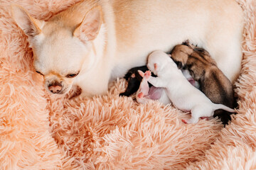 mom Chihuahua feed newborn puppies breast milk. breeding purebred dogs. miniature Pets. cute animals.