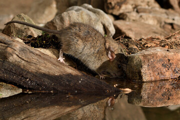  rata de campo en el estanque bebiendo  (Rattus rattus) Ojén Andalucía España