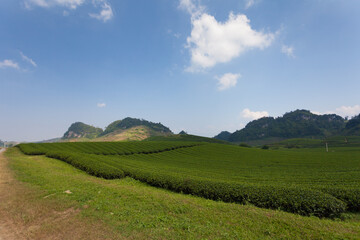 Mocchau highland, Vietnam: Moc Chau tea hill, Moc Chau village . Tea is a traditional drink in Asia