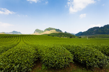 Mocchau highland, Vietnam: Moc Chau tea hill, Moc Chau village . Tea is a traditional drink in Asia