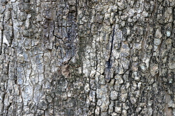 Deciduos tree trunk close-up shot