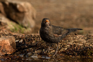  mirlo común bebiendo en el estanque (Turdus merula) Ojén  Andalucía España 