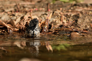  Herrerillo capuchino bañándose y bebiendo en el estanque (Lophophanes cristatus) Ojén Andalucía España 