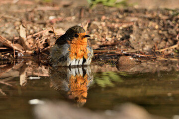  petirrojo bañándose en el estanque del parque  (Erithacus rubecula) Ojén Andalucía España 